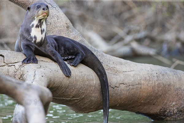 Giant otter (Pteronura brasiliensis) Pantanal Brazil