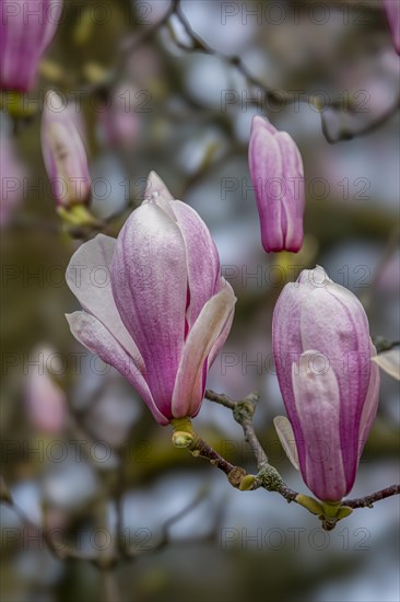 Blossoms of a magnolia (Magnolia), magnolia x soulangeana (Magnolia xsoulangeana), magnolia blossom, Offenbach am Main, Hesse, Germany, Europe