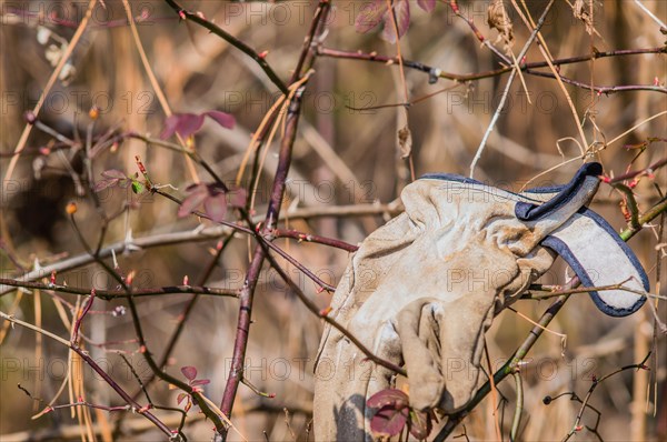 A work glove caught on thorny branches in a natural outdoor setting, in South Korea