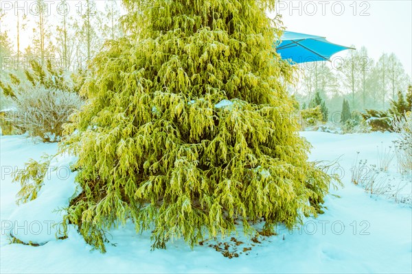 Winter landscape of vibrant lurch evergreen tree in front of a blue umbrella awning in a snow covered public park in Daejeon, South Korea, Asia