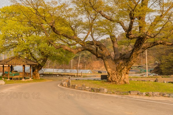 Large tree in rural farming community. Tree is 630 years old, 25 meters tall and with girth of 7.5 meters in South Korea