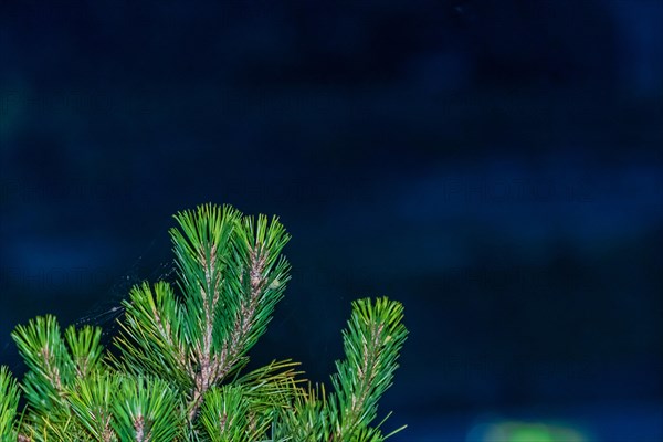 Closeup of pine tree needles with dark background taken after sunset in South Korea