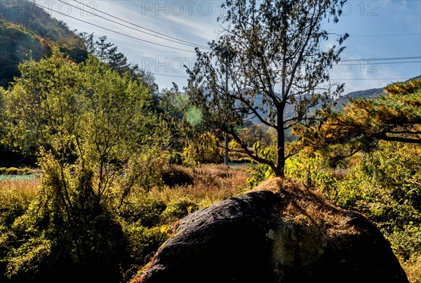 Sunlit countryside landscape with shadows casting over an autumnal scene and power lines overhead, in South Korea