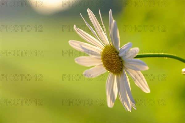 Daisy (Leucanthemum vulgare) Meadow Tegernsee Valley, Upper Bavaria, Bavaria, Germany, Europe