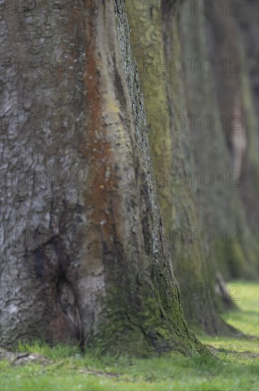 Left side of a tree avenue in spring, tree bark, in the foreground and on the sides some green meadow, Ruhr area, Germany, Europe