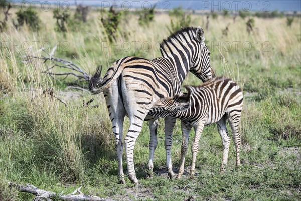 Plains zebra (Equus quagga) foal suckling, Madikwe Game Reserve, North West Province, South Africa, RSA, Africa