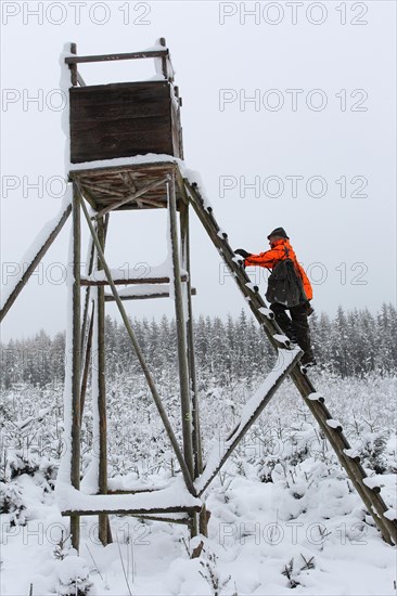 Wild boar (Sus scrofa) Hunter in warning clothing climbs high seat in the snow, Allgaeu, Bavaria, Germany, Europe