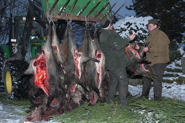 Wild boar (Sus scrofa) that have already been killed and broken open are prepared for traditional hunting, Allgaeu, Bavaria, Germany, Europe