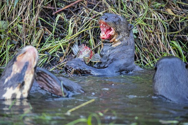 Giant otter (Pteronura brasiliensis) Pantanal Brazil