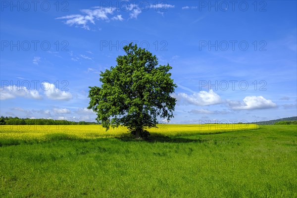 Single tree at the edge of a field, right between a flowering rape field and a meadow, in West Lusatia, Saxony, Germany, Europe