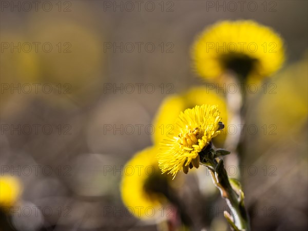 Coltsfoot (Tussilago farfara), Leoben, Styria, Austria, Europe