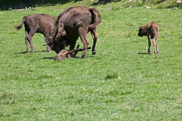 European bison (Bison bonasus) bull attacking helpless calf lying on the ground, captive, Sweden, Scandinavia, Europe