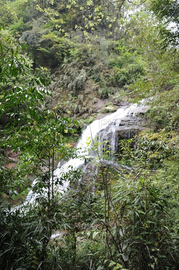 Bifengxia Panda Center, sichuan, china