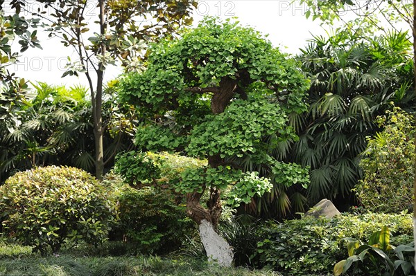 Qingyang Palace, garden, gingko tree, gingko biloba, chengdu, china