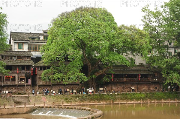 Liujiang water village, travel, river, banyan tree, ficus subgenus urostigma, sichuan, china