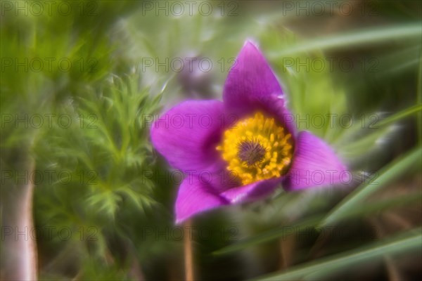 Macro photograph of a pasque flower (Pulsatilla vulgaris), Hesse, Germany, Europe