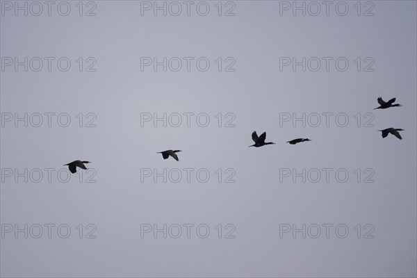 Flying cormorants, Lusatia, Saxony, Germany, Europe
