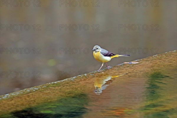 Yellow Wagtail (Motacilla flava)