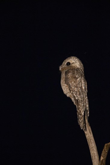 Great potoo (Nyctibius grandis) Pantanal Brazil