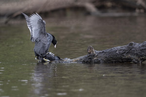 Common coots (Fulica atra), mating, Emsland, Lower Saxony, Germany, Europe