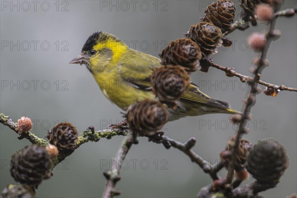 Eurasian siskin (Carduelis spinus), Emsland, Lower Saxony, Germany, Europe