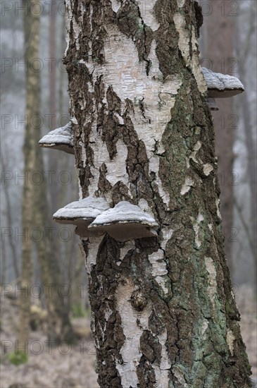 Tinder fungus (Fomes fomentarius), fruiting body on a downy birch (Betula pubescens) trunk, Lower Saxony, Germany, Europe