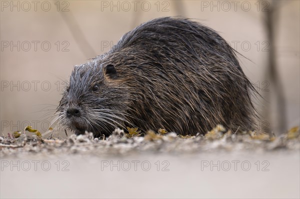 Nutria (Myocastor coypus), wet, walking over ground to the left with nose close to the ground, profile view, background blurred, Rombergpark, Dortmund, Ruhr area, Germany, Europe