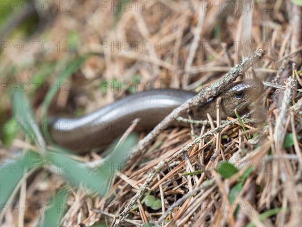 Slow worm (Anguis fragilis), near Tragoess, Styria, Austria, Europe