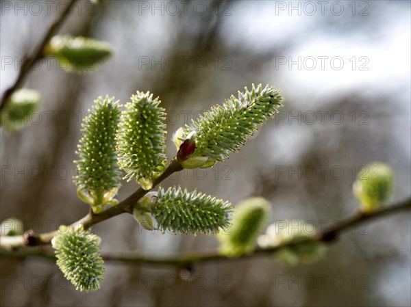 Goat willow (Salix caprea)