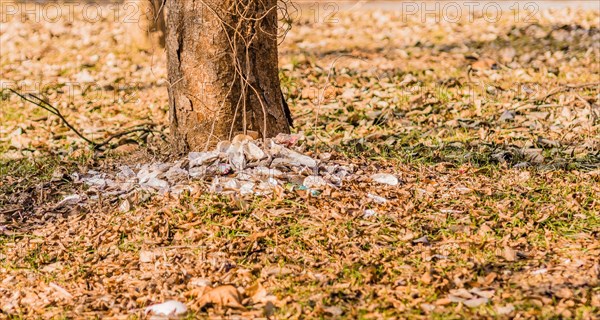 Scattered trash lies around the base of a tree amid fallen leaves, in South Korea