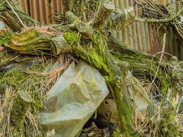 Plastic sheet tangled in mossy and vine-covered tree branches, in South Korea