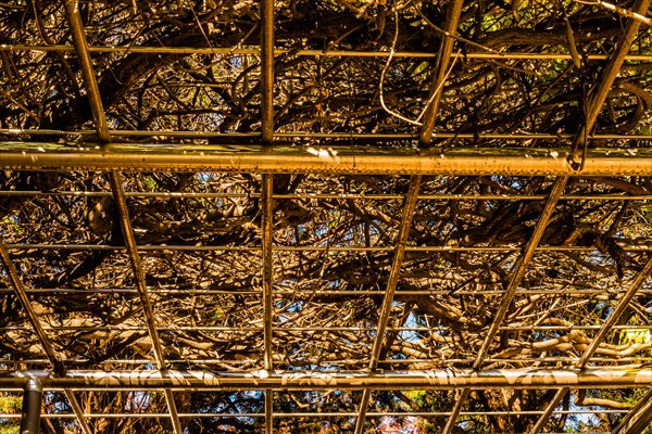 The dappled shade pattern created by branches over a pergola, in South Korea
