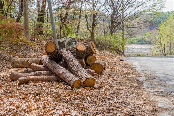 Freshly cut wooden logs piled by a forest road, surrounded by autumn leaves, in South Korea