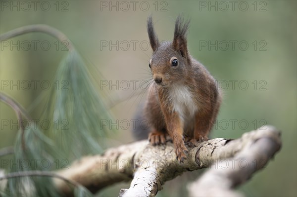 Eurasian red squirrel (Sciurus vulgaris), running on a thick branch and looking attentively to the left, brush ears, winter fur, background blurred green with pine trees, Ruhr area, Dortmund, Germany, Europe