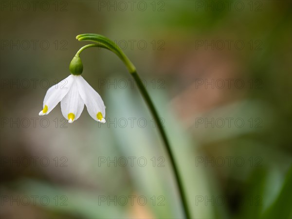 Spring snowdrop (Leucojum vernum), March snowdrop, March bell, large snowdrop. Amaryllis family (Amaryllidaceae), Jassing, Styria, Austria, Europe