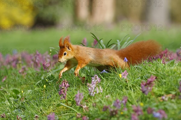 Eurasian red squirrel (Sciurus vulgaris) running in a meadow, Hesse, Germany, Europe