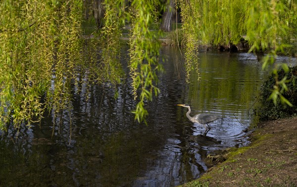Grey heron (Ardea cinerea) fishing in pond under weeping willow, Stuttgart, Baden-Wuerttemberg, Germany, Europe