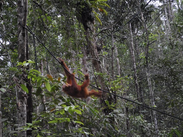 Semenggoh Nature Reserve, Pongo pygmaeus, sarawak, malaysia