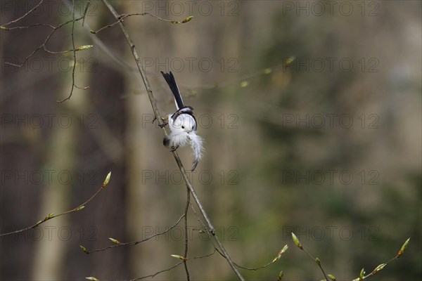 Long-tailed Tit, March, Germany, Europe