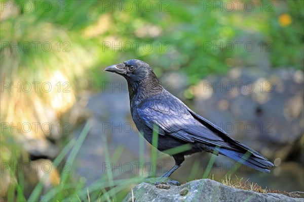 Carrion crow (Corvus corone)