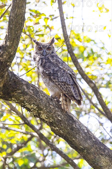 Virginia eagle owl (Bubo virginianus) Pantanal Brazil