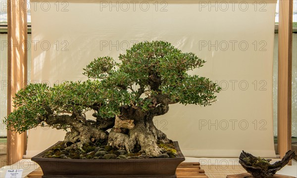 Bonsai