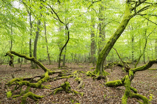 Near-natural deciduous forest, moss-covered deadwood, in spring, Barnbruch Forest nature reserve, Lower Saxony, Germany, Europe