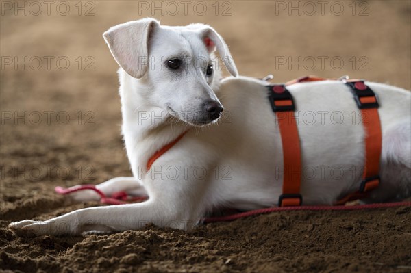 Domestic dog (Canis lupus familiaris), light-coloured coat, female, young, animal welfare dog, lying in riding sand and turning its head backwards, close-up, orange-coloured harness, light brown and blurred background, Hesse, Germany, Europe