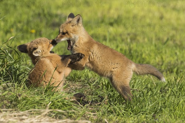 Red fox. Vulpes vulpes. Red fox cubs playing together in a meadow. Province of Quebec. Canada