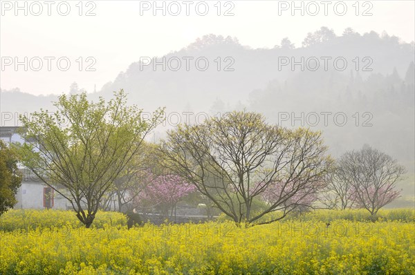 Rape flowering, china