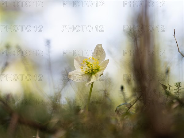 Christmas rose (Helleborus niger), near Tragoess, Styria, Austria, Europe