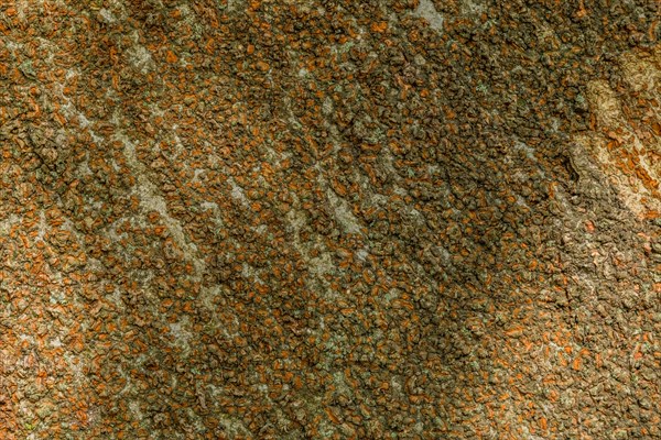 Close-up of crustose lichen creating an abstract texture, in South Korea