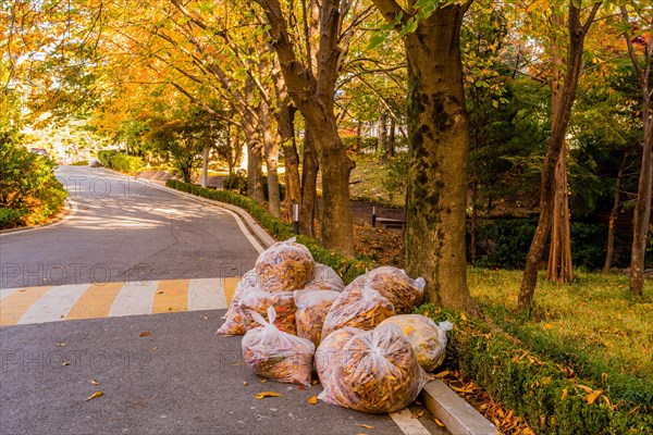 Plastic bags stuffed with autumn leaves sit by the roadside awaiting collection, in South Korea