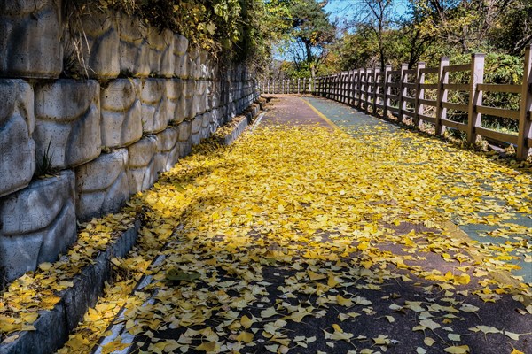 A sunlit path covered with yellow leaves, flanked by a stone wall and wooden fence, in South Korea